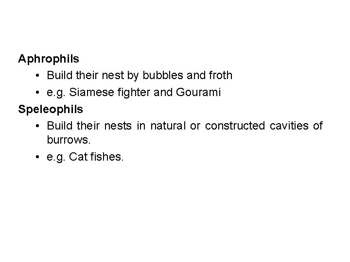 Aphrophils • Build their nest by bubbles and froth • e. g. Siamese fighter