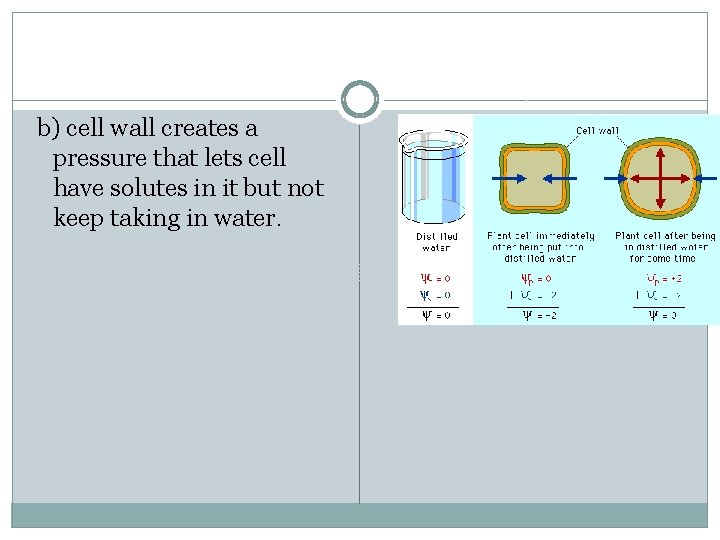 b) cell wall creates a pressure that lets cell have solutes in it but