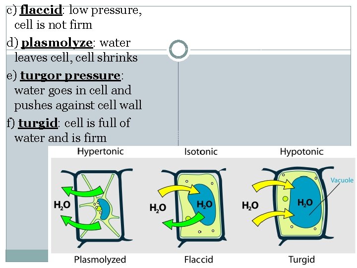 c) flaccid: low pressure, cell is not firm d) plasmolyze: water leaves cell, cell
