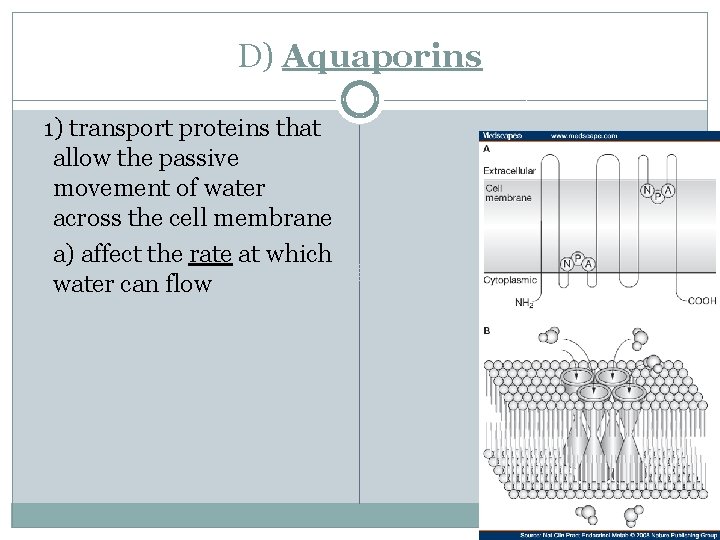 D) Aquaporins 1) transport proteins that allow the passive movement of water across the