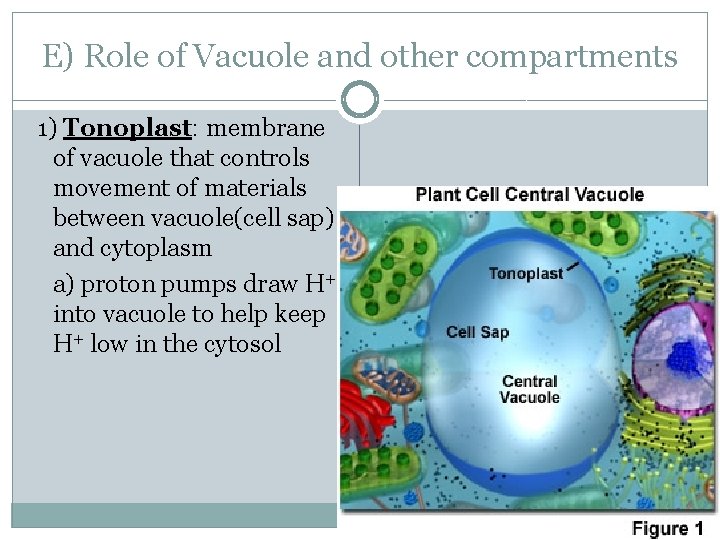 E) Role of Vacuole and other compartments 1) Tonoplast: membrane of vacuole that controls