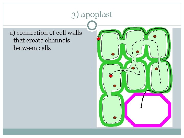 3) apoplast a) connection of cell walls that create channels between cells 