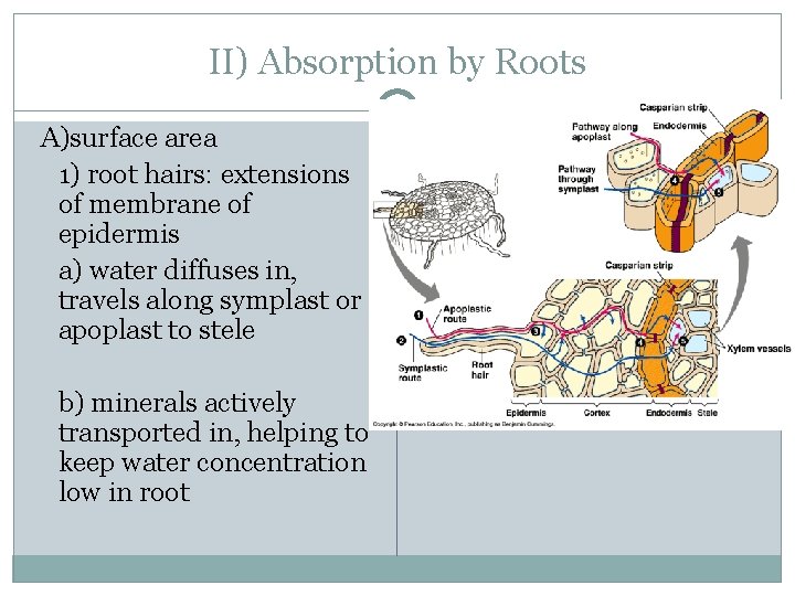 II) Absorption by Roots A)surface area 1) root hairs: extensions of membrane of epidermis