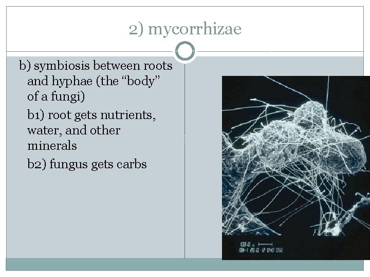 2) mycorrhizae b) symbiosis between roots and hyphae (the “body” of a fungi) b