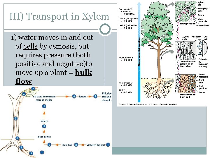 III) Transport in Xylem 1) water moves in and out of cells by osmosis,
