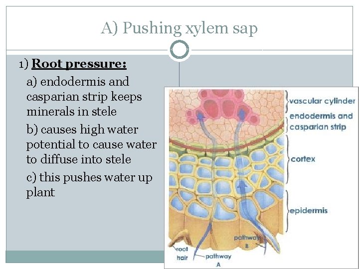 A) Pushing xylem sap 1) Root pressure: a) endodermis and casparian strip keeps minerals