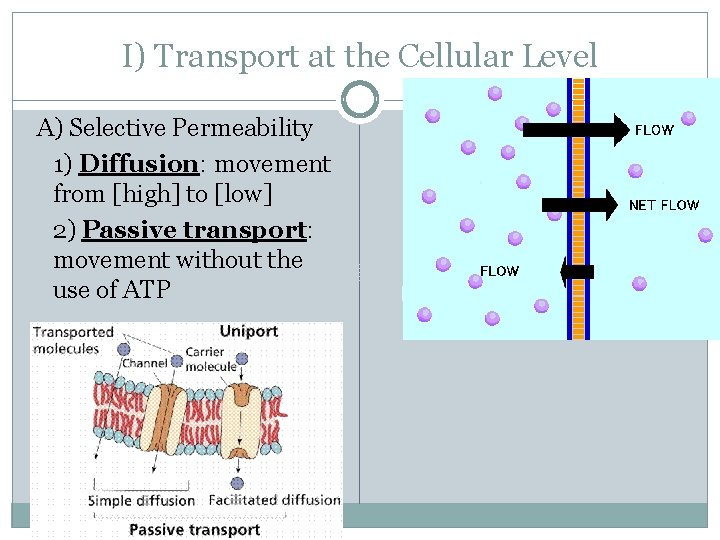 I) Transport at the Cellular Level A) Selective Permeability 1) Diffusion: movement from [high]