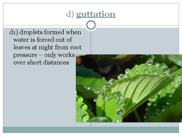 d) guttation d 1) droplets formed when water is forced out of leaves at
