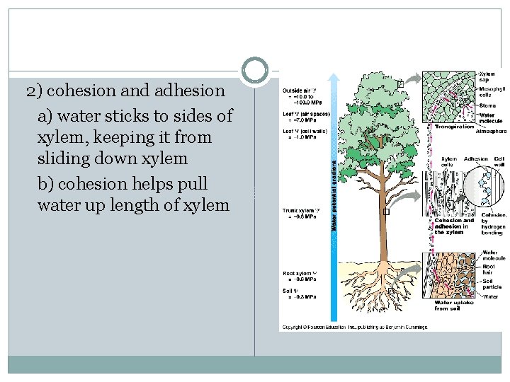 2) cohesion and adhesion a) water sticks to sides of xylem, keeping it from