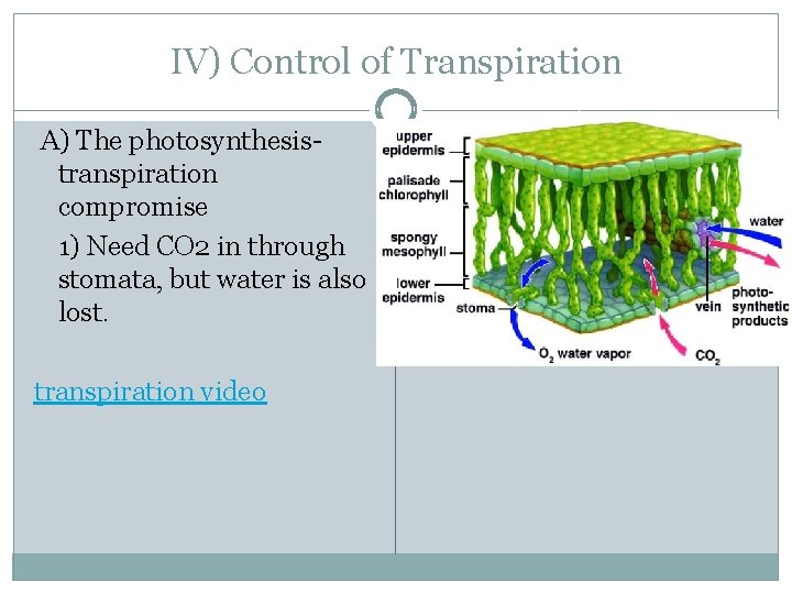 IV) Control of Transpiration A) The photosynthesistranspiration compromise 1) Need CO 2 in through