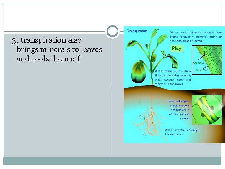 3) transpiration also brings minerals to leaves and cools them off 