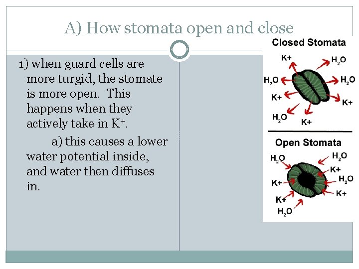 A) How stomata open and close 1) when guard cells are more turgid, the