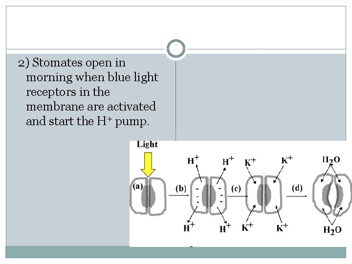 2) Stomates open in morning when blue light receptors in the membrane are activated