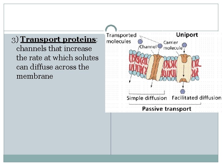 3) Transport proteins: channels that increase the rate at which solutes can diffuse across