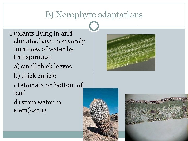 B) Xerophyte adaptations 1) plants living in arid climates have to severely limit loss