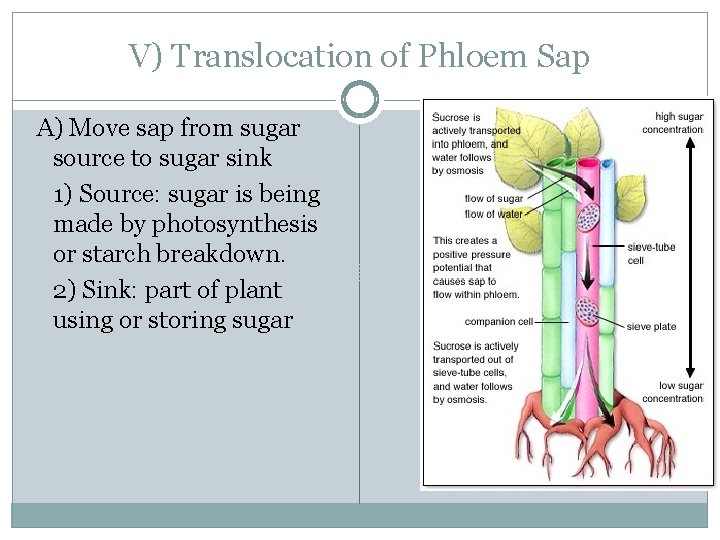 V) Translocation of Phloem Sap A) Move sap from sugar source to sugar sink