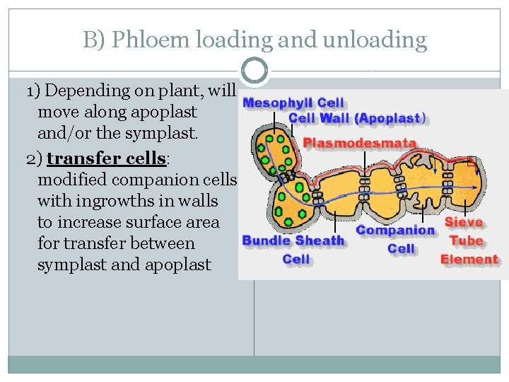 B) Phloem loading and unloading 1) Depending on plant, will move along apoplast and/or