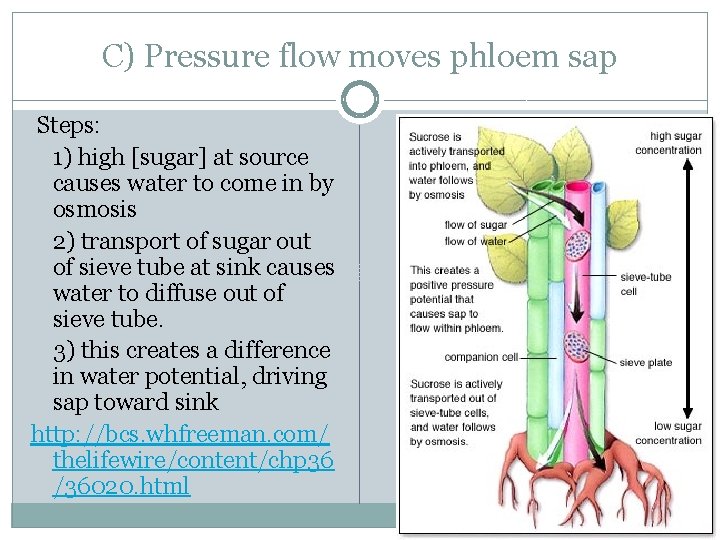 C) Pressure flow moves phloem sap Steps: 1) high [sugar] at source causes water