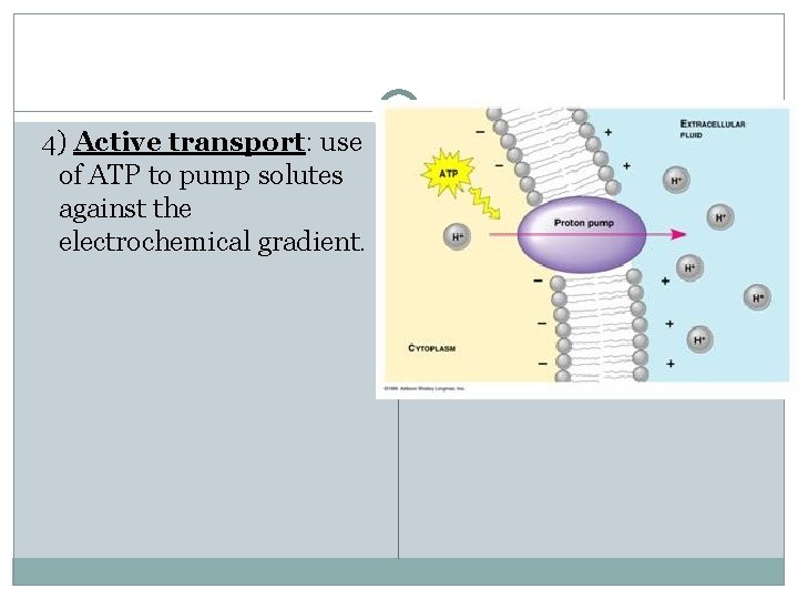4) Active transport: use of ATP to pump solutes against the electrochemical gradient. 