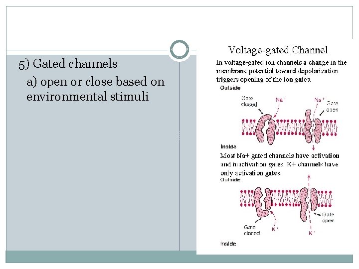 5) Gated channels a) open or close based on environmental stimuli 