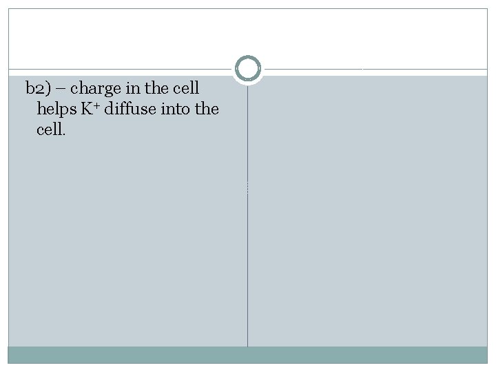 b 2) – charge in the cell helps K+ diffuse into the cell. 