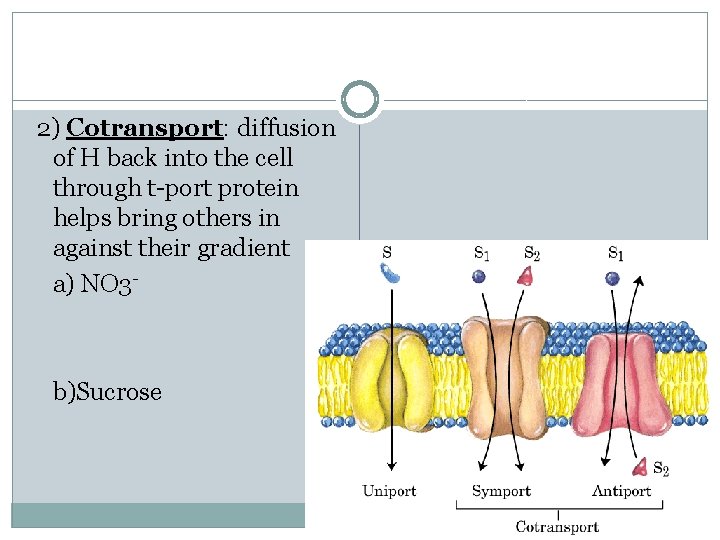 2) Cotransport: diffusion of H back into the cell through t-port protein helps bring