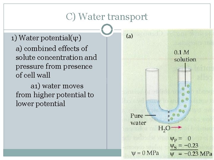 C) Water transport 1) Water potential(ψ) a) combined effects of solute concentration and pressure