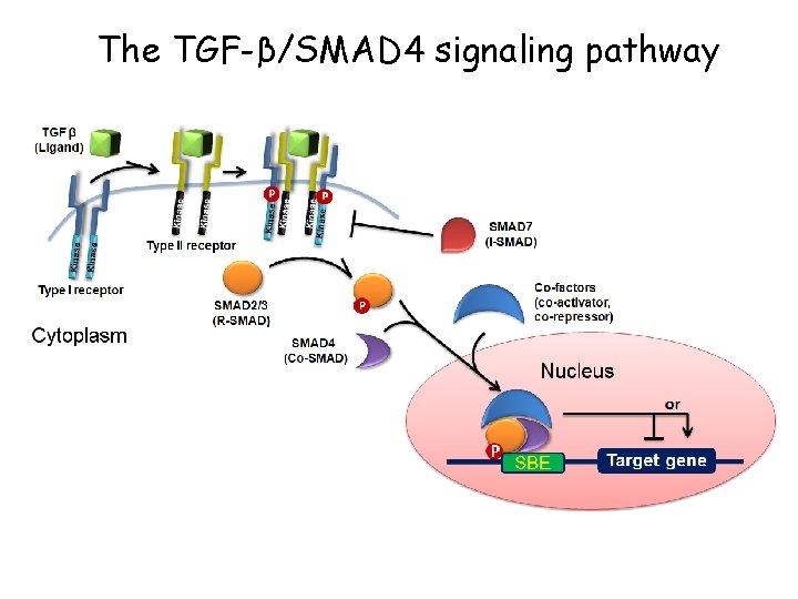 The TGF-β/SMAD 4 signaling pathway The TGF-β/SMAD 4 signaling pathway