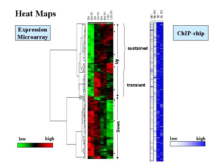 Heat Maps Expression Microarray Ch. IP-chip sustained transient low high Heat Maps Expression Microarray Ch. IP-chip sustained transient low high