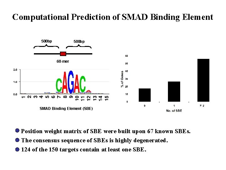 Computational Prediction of SMAD Binding Element 500 bp 60 -mer SMAD Binding Element (SBE) Computational Prediction of SMAD Binding Element 500 bp 60 -mer SMAD Binding Element (SBE)