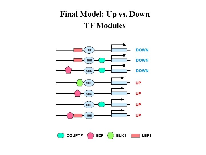 Final Model: Up vs. Down TF Modules COUPTF SBE DOWN SBE UP E 2 Final Model: Up vs. Down TF Modules COUPTF SBE DOWN SBE UP E 2