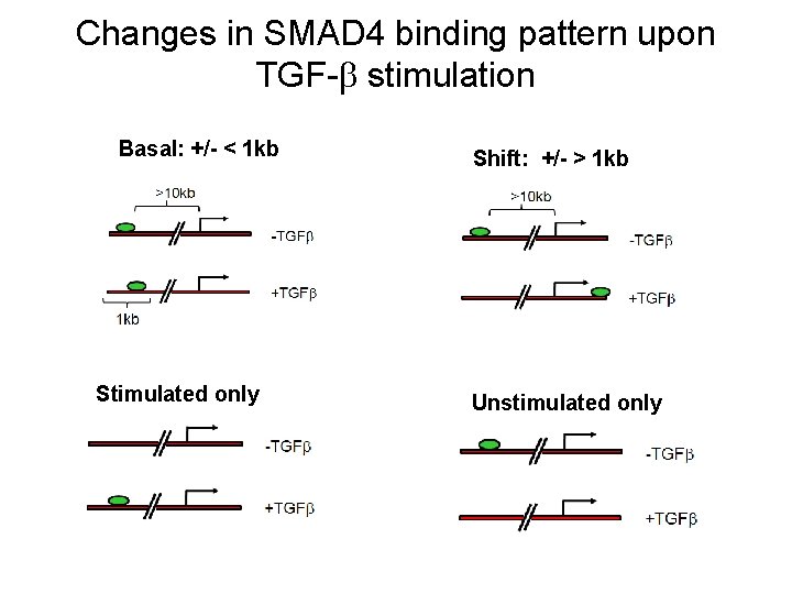 Changes in SMAD 4 binding pattern upon TGF- stimulation Basal: +/- < 1 kb Changes in SMAD 4 binding pattern upon TGF- stimulation Basal: +/- < 1 kb