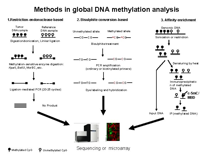Methods in global DNA methylation analysis 1. Restriction-endonuclease based Tumor DNA sample Reference DNA Methods in global DNA methylation analysis 1. Restriction-endonuclease based Tumor DNA sample Reference DNA