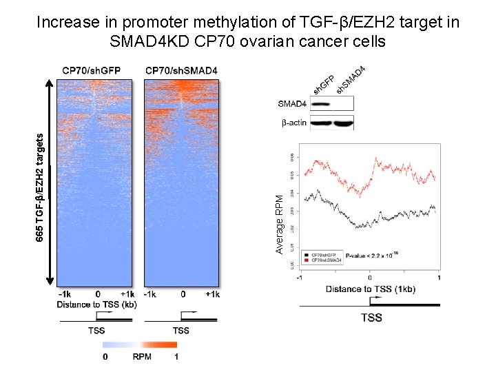 Average RPM 665 TGF- /EZH 2 targets Increase in promoter methylation of TGF-β/EZH 2 Average RPM 665 TGF- /EZH 2 targets Increase in promoter methylation of TGF-β/EZH 2
