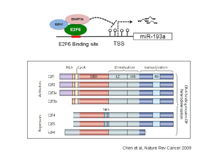 Chen et al, Nature Rev Cancer 2009 Chen et al, Nature Rev Cancer 2009