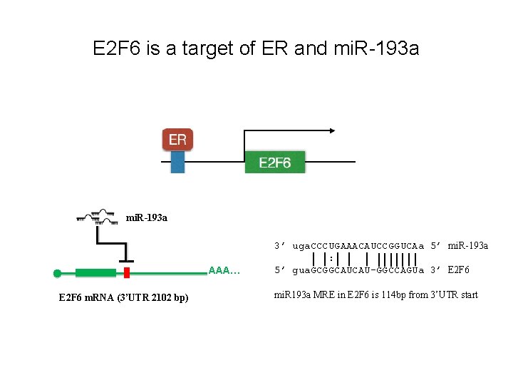 E 2 F 6 is a target of ER and mi. R-193 a AAA… E 2 F 6 is a target of ER and mi. R-193 a AAA…