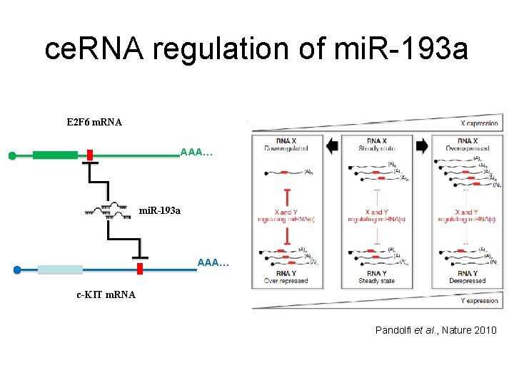 ce. RNA regulation of mi. R-193 a E 2 F 6 m. RNA AAA… ce. RNA regulation of mi. R-193 a E 2 F 6 m. RNA AAA…