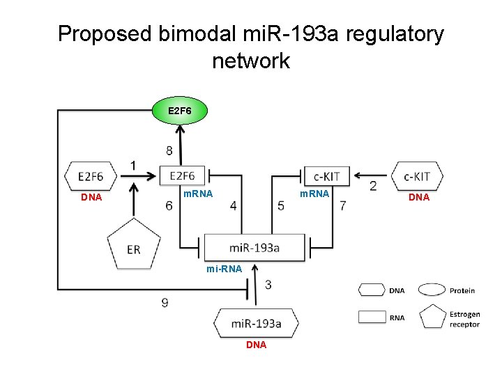 Proposed bimodal mi. R-193 a regulatory network E 2 F 6 DNA m. RNA Proposed bimodal mi. R-193 a regulatory network E 2 F 6 DNA m. RNA