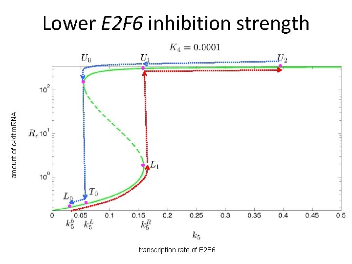 amount of c-kit m. RNA Lower E 2 F 6 inhibition strength transcription rate amount of c-kit m. RNA Lower E 2 F 6 inhibition strength transcription rate
