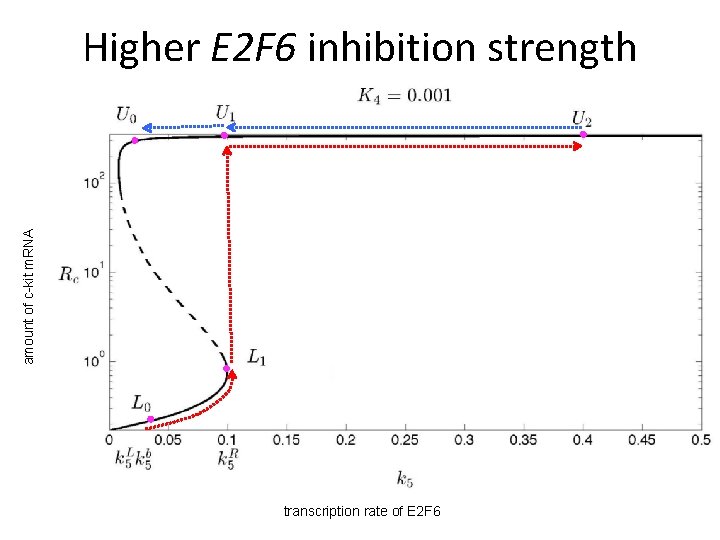 amount of c-kit m. RNA Higher E 2 F 6 inhibition strength transcription rate amount of c-kit m. RNA Higher E 2 F 6 inhibition strength transcription rate