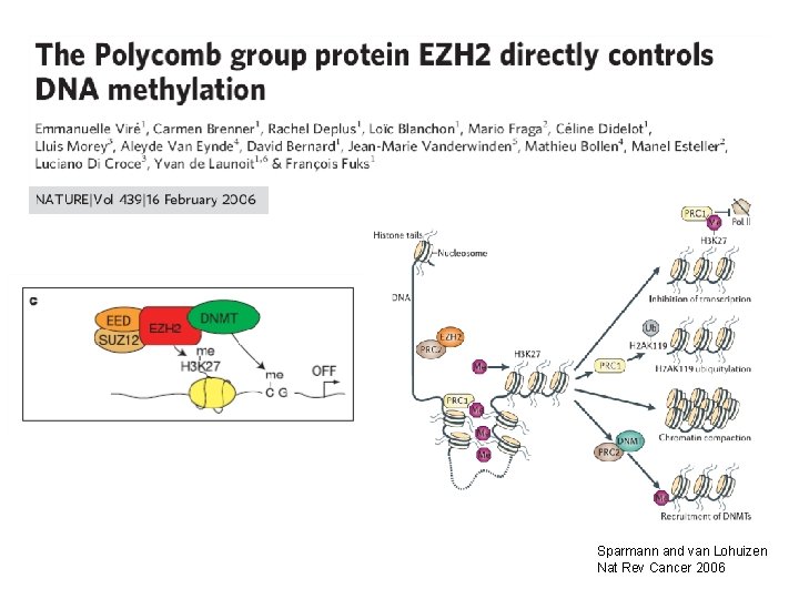 Sparmann and van Lohuizen Nat Rev Cancer 2006 Sparmann and van Lohuizen Nat Rev Cancer 2006