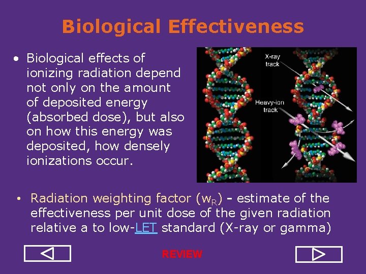 Biological Effectiveness • Biological effects of ionizing radiation depend not only on the amount