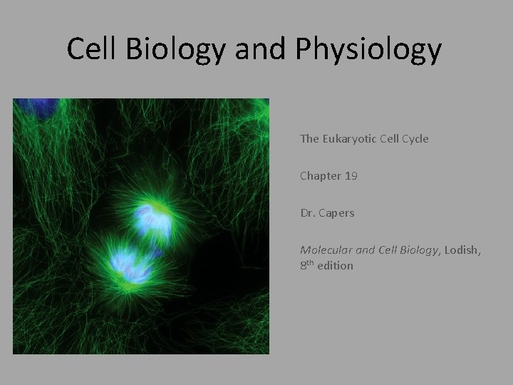 Cell Biology and Physiology The Eukaryotic Cell Cycle Chapter 19 Dr. Capers Molecular and