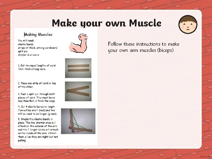 Make your own Muscle Follow these instructions to make your own arm muscles (biceps)
