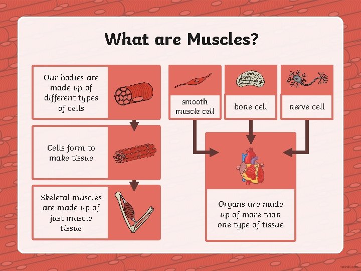 What are Muscles? Our bodies are made up of different types of cells smooth