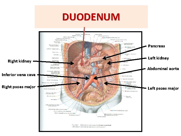 DUODENUM Pancreas Right kidney Left kidney Abdominal aorta Inferior vena cava Right psoas major