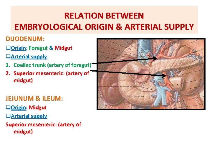 RELATION BETWEEN EMBRYOLOGICAL ORIGIN & ARTERIAL SUPPLY DUODENUM: q. Origin: Foregut & Midgut q.