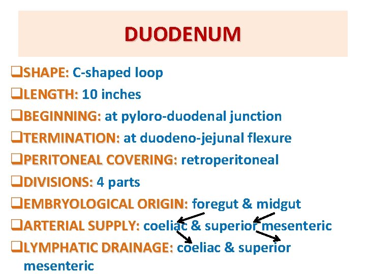 DUODENUM q. SHAPE: C-shaped loop q. LENGTH: 10 inches q. BEGINNING: at pyloro-duodenal junction