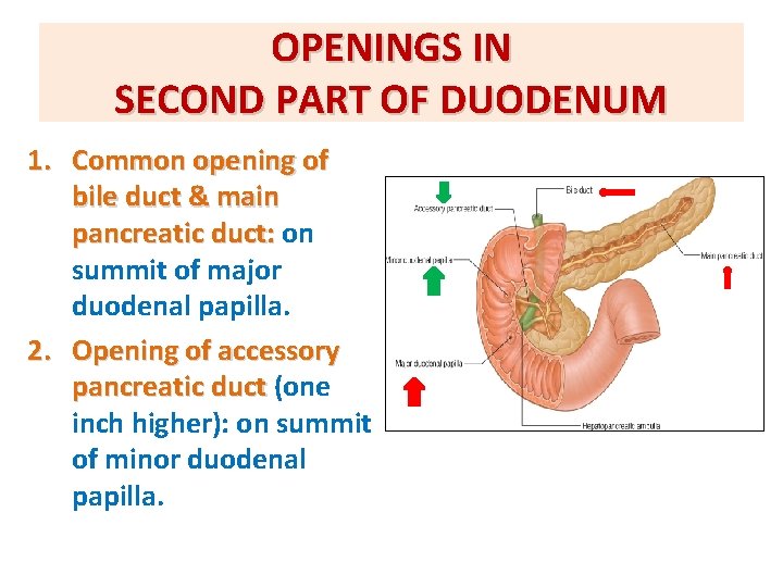 OPENINGS IN SECOND PART OF DUODENUM 1. Common opening of bile duct & main