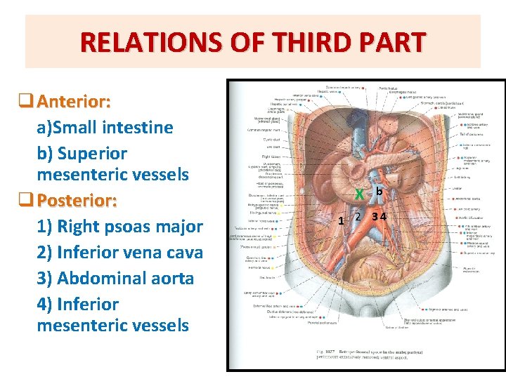 RELATIONS OF THIRD PART q Anterior: a)Small intestine b) Superior mesenteric vessels q Posterior: